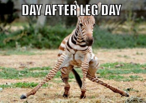 mod_1355974394_day-after-leg-day_large